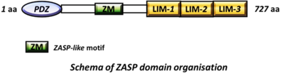 Domain organization in the first, canonical isoform of human ZASP