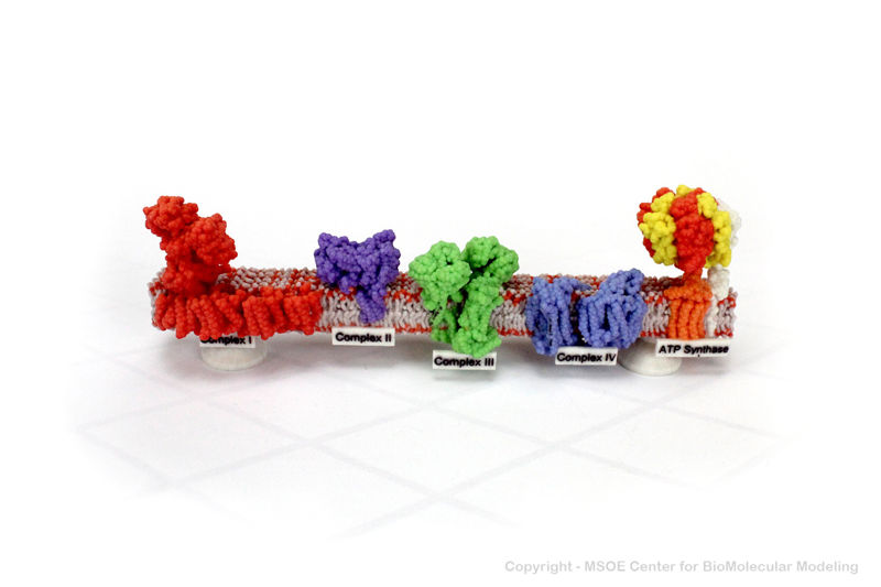 Image:AtpSynthase 1 centerForBiomolecularModeling.jpg