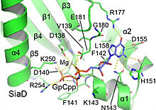 GpCpp binds to the C-terminal DGC domain of SiaD (A-site) [1]