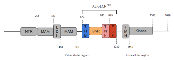 Figure 1. Overview of Anaplastic Lymphoma Kinase Structure with domains where known structure are color coordinated and other domains are grayed out.