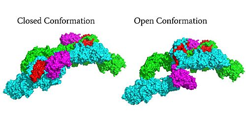 Surface Rendering of Neurofibromin in its Open and Closed Conformation