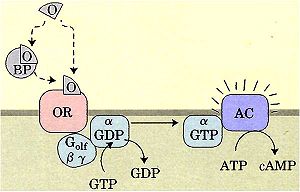 Odorant Receptor Pathway