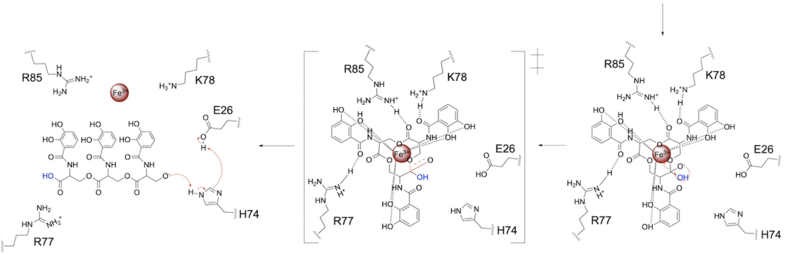 Figure 5. The second transition state and linearization of ferric enterobactin are depicted. Iron is released and the enzyme resets itself.