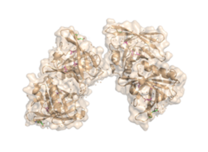 Structure of Possum Milk Whey Lipocalin Trichosurin Dimer at pH 8.2