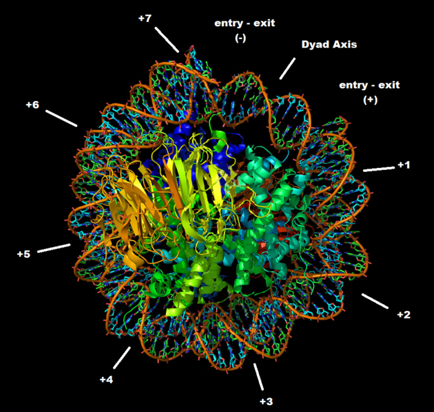Image:Dyad nucleosome smaller.png