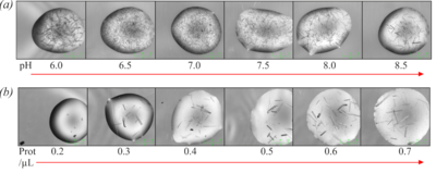 Figure 5 (a) Optimisation of crystallisation pH using bis-tris-propane buffer. (b) Optimisation of protein concentration.