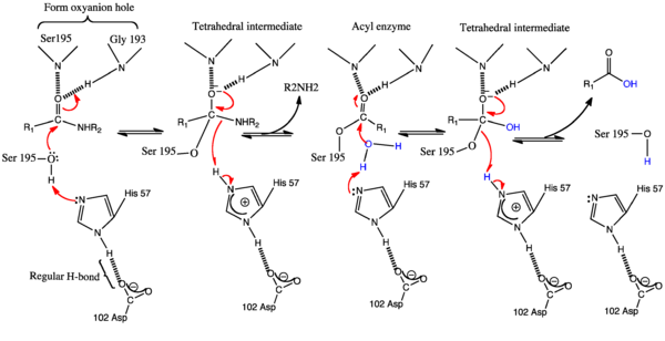 The Conventional General base Mechanism of serine proteases
