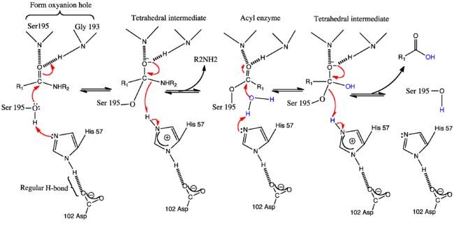 The Conventional General base Mechanism of serine proteases