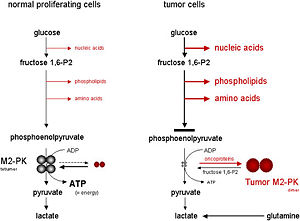 Figure 3:Figure 6: A metabolic strategy for tumor cells using PKM2 Taken from:[12]