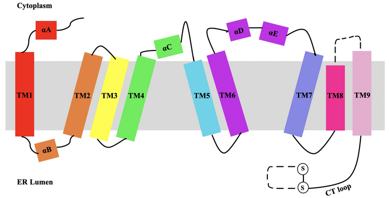 Image:MembraneHelicesDiagram2.png
