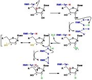 Figure 3: The reduction of ribonucleotides catalyzed by the RNR involves the participation of cysteines present in the active site