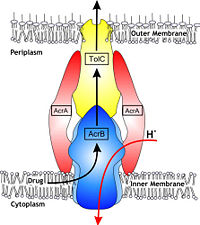 Figure 1. Hypothetical structure of tripartite efflux pumps in Gram-negative bacteria, e.g. the AcrA/AcrB/TolC efflux pump from E. coli