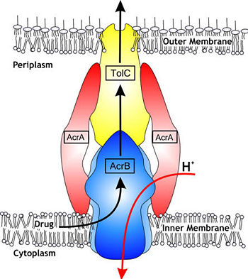 Hypothetical structure of tripartite e¥ux pumps in Gram-negative bacteria, e.g. the AcrAB^TolC e¥ux pump from E. coli