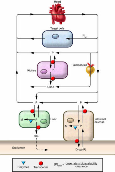 Image:First-pass metabolism.jpg