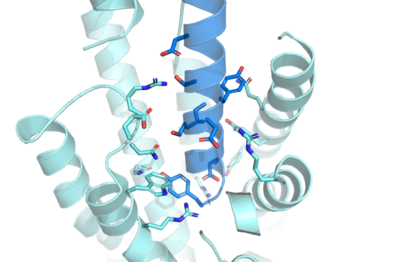 Figure 1. Residue Interactions with GIP