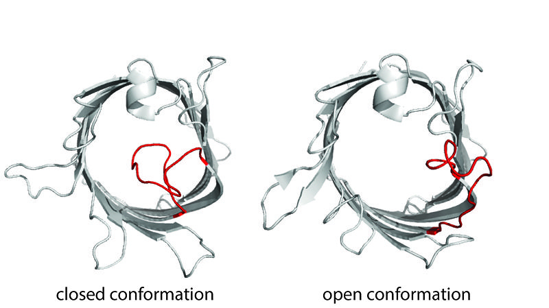 Image:Open and closed OmpG.jpg