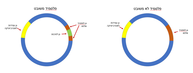 Image:Plasmid beta.PNG