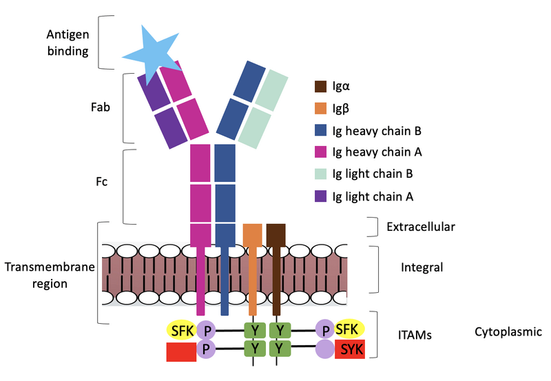 Image:Signal Transduction.png