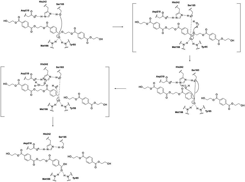 Image:CH464 PyMOL Presentation Mechanism.jpeg