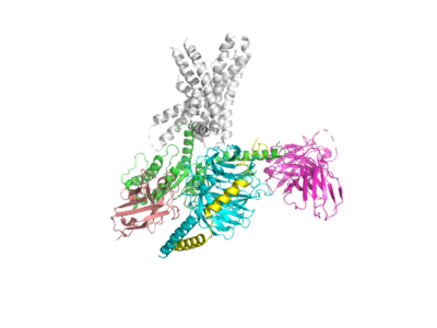 Figure 1.GLP-1R in Apo form