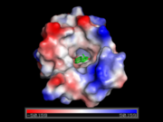 Hydrophobic active site with bound equilenin.