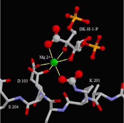 amino acids implicated in active center. Image from the Molecule of the Month at the RCSB PDB