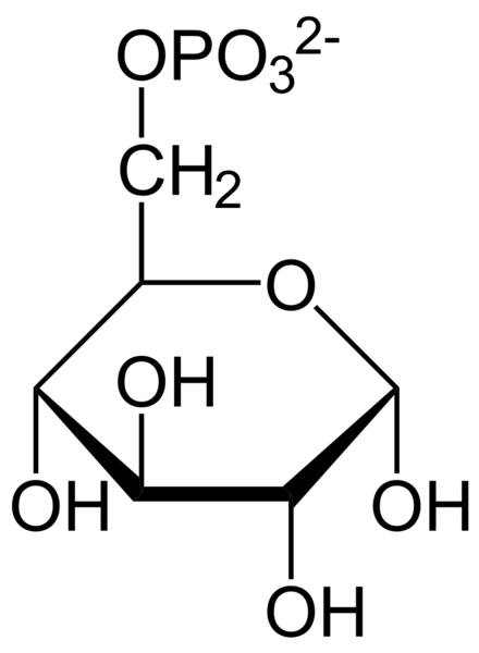 Image:Alpha-D-Glucose-6-phosphat2.svg.png