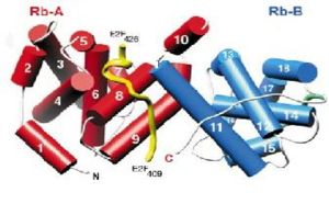 A representation of the alpha-helices on the A and B domains that interact with E2F