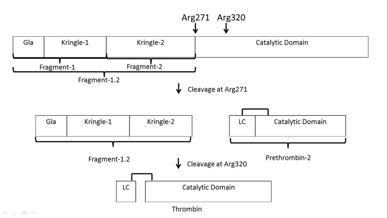 Image:Prothrombin activation scheme 3.png