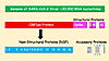 thumb]SARS-CoV-2 Protein Organization, redrawn from NY Times