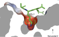 Cross-sectional view of electrostatic surface of MRPRX2 sub-pocket 1 interaction with lysine 3 of cortistatin-1