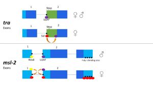 Figure 3. 2-dimensional representation of alternative splicing repression by Sxl on the tra and msl-2 genes.