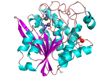 S griseus aminopeptidase, showing overall fold.  Zinc ions are dark grey, calcium ion is white.