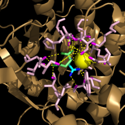 Figure 3. Active site residues hydrogen bound to a cofactor and the products of the catalyzed isocitrate reaction. Glyoxylate is shown in blue, succinate is shown in green, and the Mg2+ cofactor is shown in yellow.