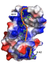 Figure 3: Basic residues of RRM 1 and 2 make stabilizing electrostatic interactions with the negatively charged adenosine phosphates.