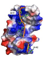 Figure 3: Basic residues of RRM 1 and 2 make stabilizing electrostatic interactions with the negatively charged adenosine phosphates.