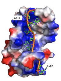 Figure 3: Basic residues of RRM 1 and 2 (shown in blue) make stabilizing electrostatic interactions with the negatively charged phosphate backbone.