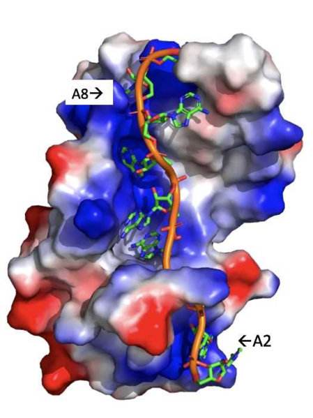 Image:Adenosine backbone.png