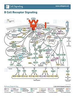 Figure 2. The Signal pathway for the response to an antigen by the B-cell receptor. Image obtained from Sino Biological.