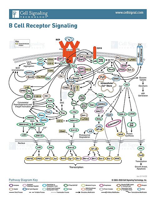 Figure 2. The Signal pathway for the response to an antigen by the B-cell receptor. Image obtained from Sino Biological.