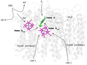 Figure 4. overall oxidation reduction mechanism summary.