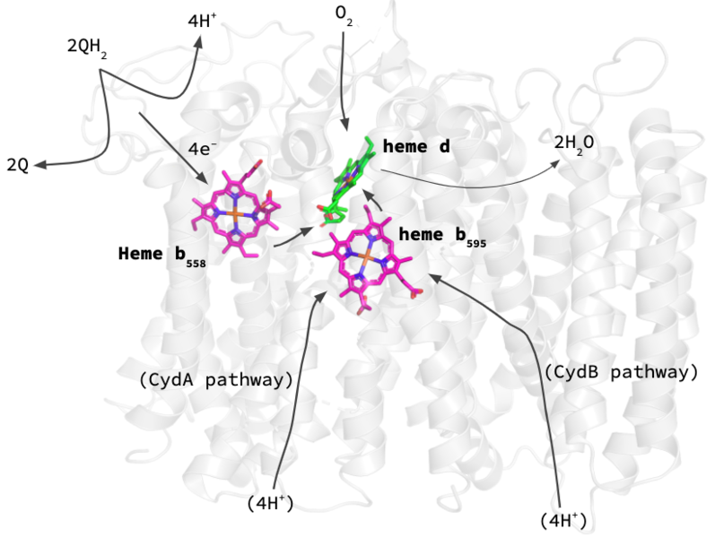 Image:CH462 overall mechanism.png