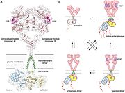 Full-length EGFR and its oligomerization states A) A proposed composite model of full-length EGFR based on the structures of individual modules (PDB ID 3NJP for the extracellular module, PDB ID 2M20 for the transmembrane - JM-A helices, and PDB ID 2GS6 for the kinase domains). B) Schematics for possible oligomerization states of EGFR in cells. (Kovacs et al., 2015)