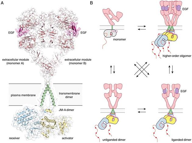 Full-length EGFR and its oligomerization states A) A proposed composite model of full-length EGFR based on the structures of individual modules (PDB ID 3NJP for the extracellular module, PDB ID 2M20 for the transmembrane - JM-A helices, and PDB ID 2GS6 for the kinase domains). B) Schematics for possible oligomerization states of EGFR in cells. 