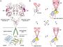 Full-length EGFR and its oligomerization states A) A proposed composite model of full-length EGFR based on the structures of individual modules (PDB ID 3NJP for the extracellular module, PDB ID 2M20 for the transmembrane - JM-A helices, and PDB ID 2GS6 for the kinase domains). B) Schematics for possible oligomerization states of EGFR in cells. (Kovacs et al., 2015)