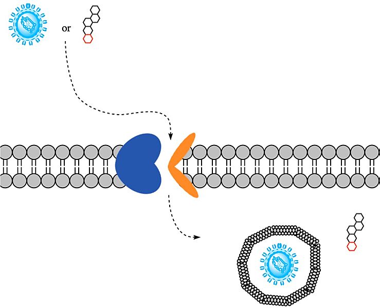 Image:Ntcpmech.jpg
