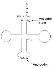 tRNA His, highlighting the incoming G-1 (purple) opposite A73 (green)