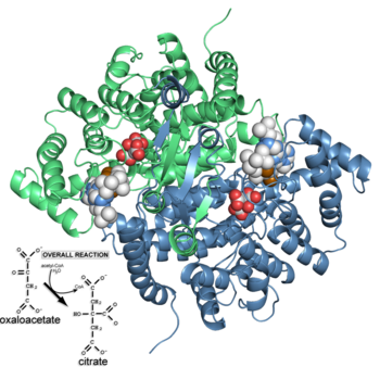 Citrate synthase 'closed' form (2cts) and the reaction catalyzed