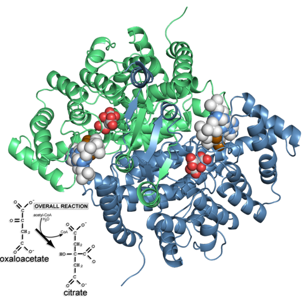 Citrate synthase 'closed' form (2cts) and the reaction