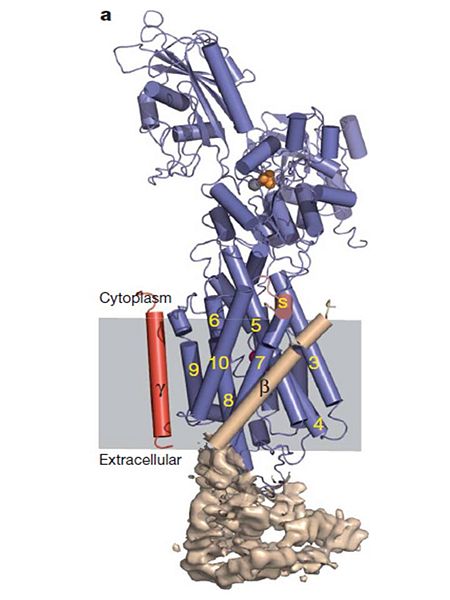 Architecture of the Na+,K+-ATPase αβγ-complex, with its K+/Rb+ sites.
